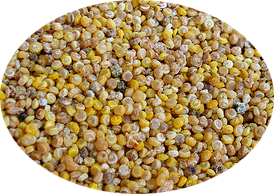Descriptive Image for Article Quinoa