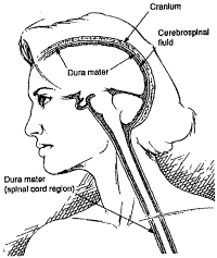 Supporting Image for Article Page Craniosacral Balancing