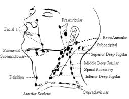 Additional Supporting Image for Article Page Lymphatic Massage