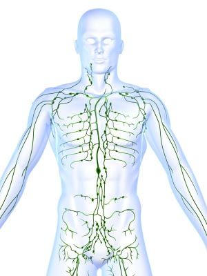 lymphatic system torso