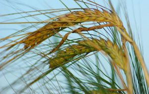 Supporting Image of Wheat for Article The Goods: Doting on Traditional Grains