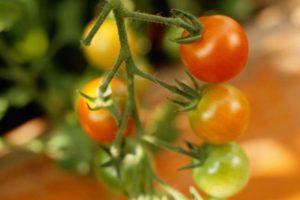 Descriptive Image for Article Tomatoes Myth vs Fact