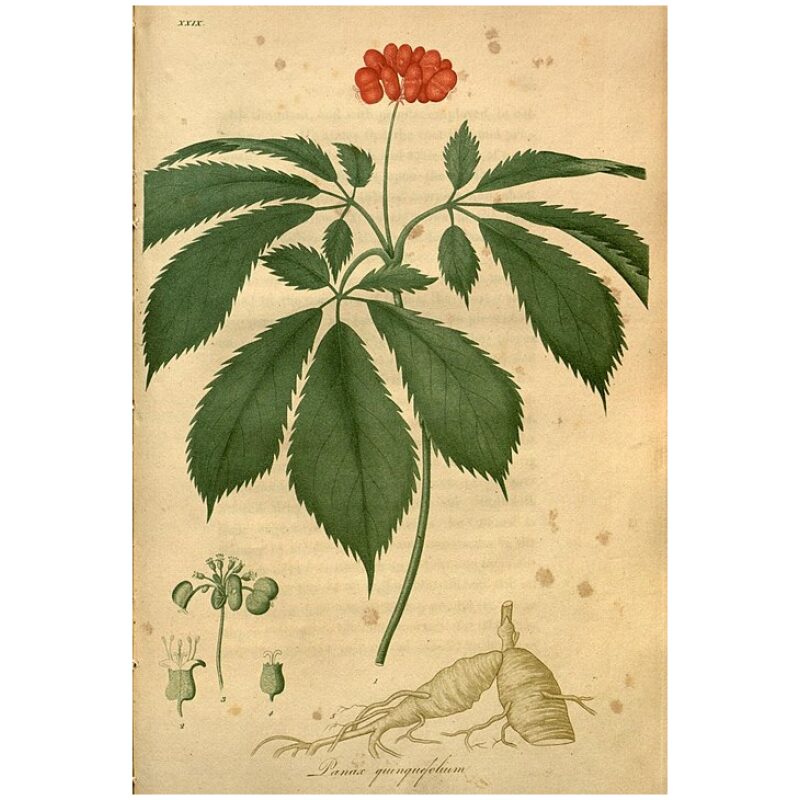 Illustration for Bulk Chinese Herbs American Ginseng