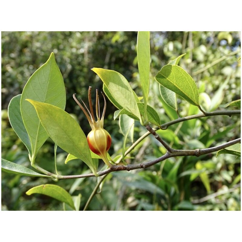 Identification Image for Bulk Chinese Herbs Gardenia