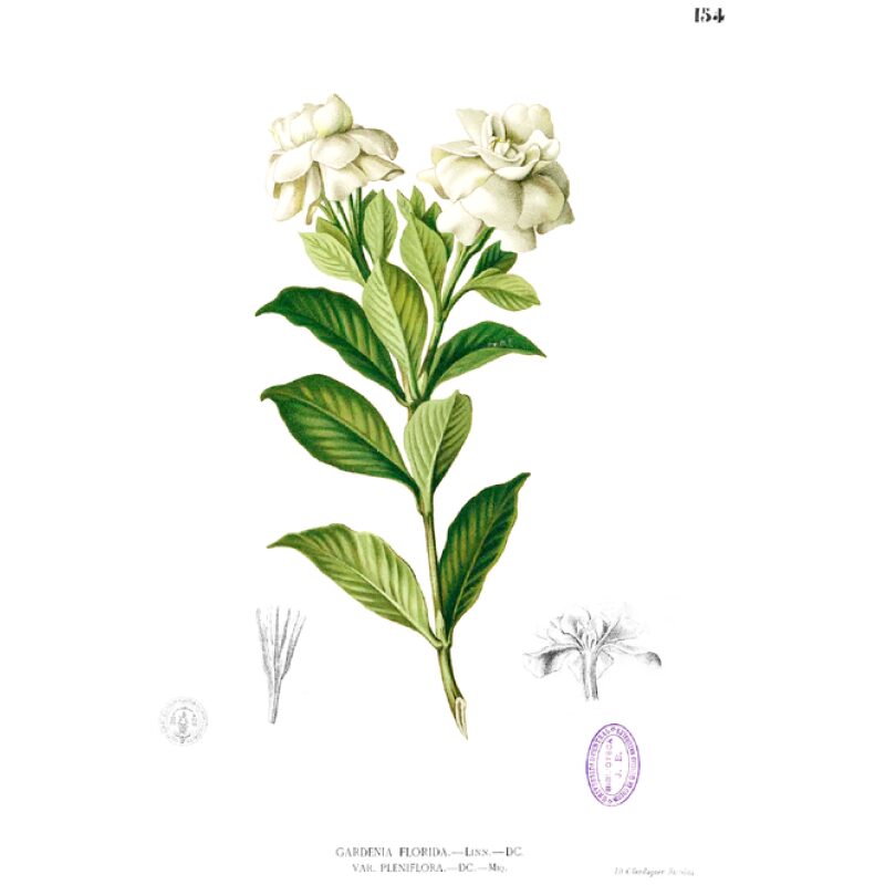 Illustration for Bulk Chinese Herbs Gardenia