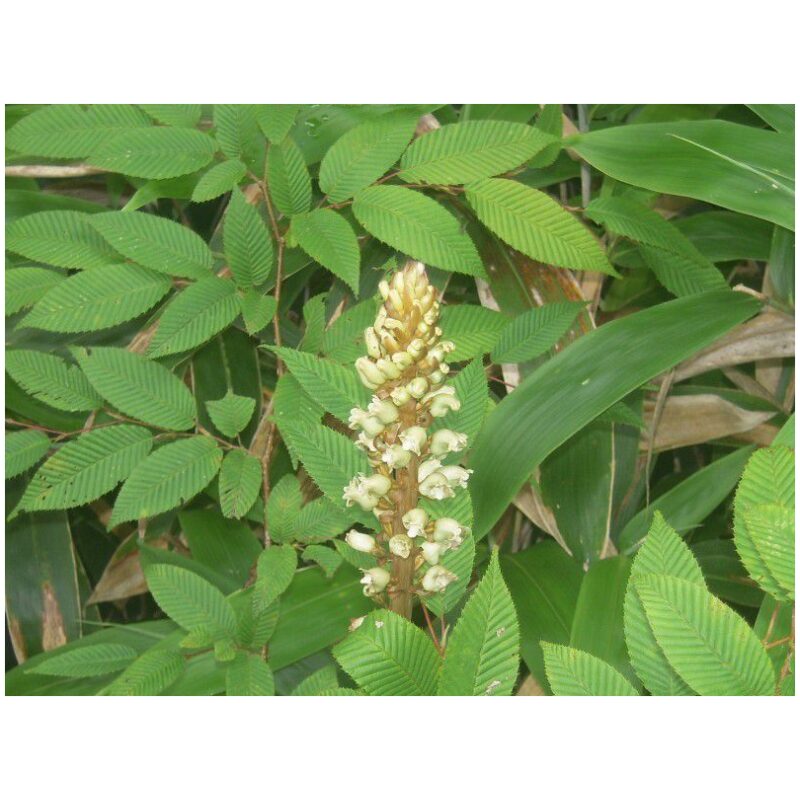 Identification Image for Bulk Chinese Herbs Gastrodia