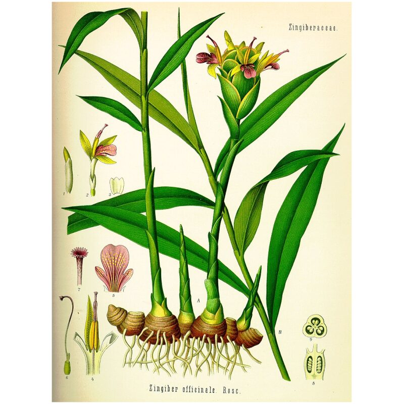 Illustration for Bulk Chinese Herbs Ginger
