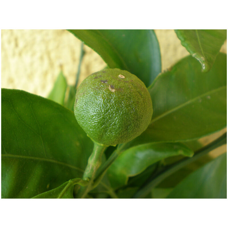 Identification Image for Bulk Chinese Herbs Green Citrus Peel