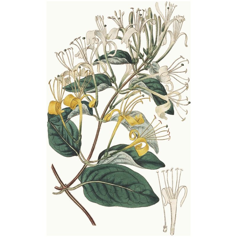 Illustration for Bulk Chinese Herbs Honeysuckle