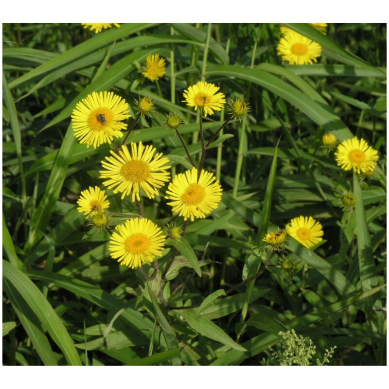 Identification Image for Bulk Chinese Herbs Inula Flower
