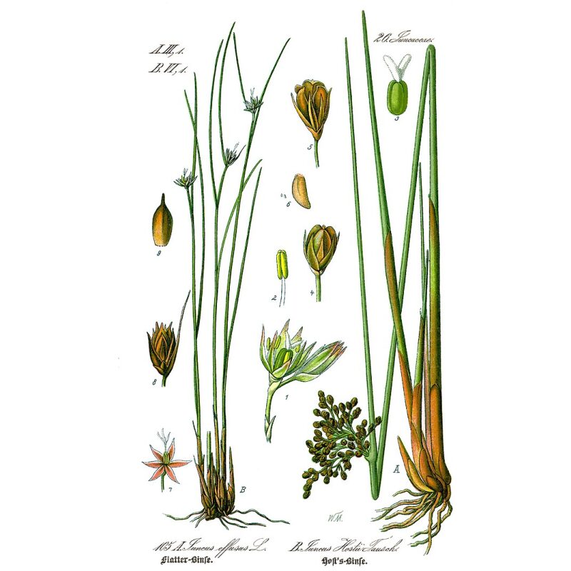 Illustration for Bulk Chinese Herbs Juncus