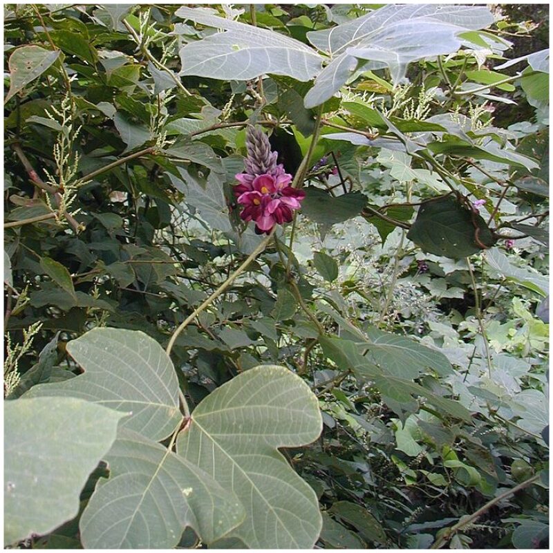 Identification Image for Bulk Chinese Herbs Kudzu