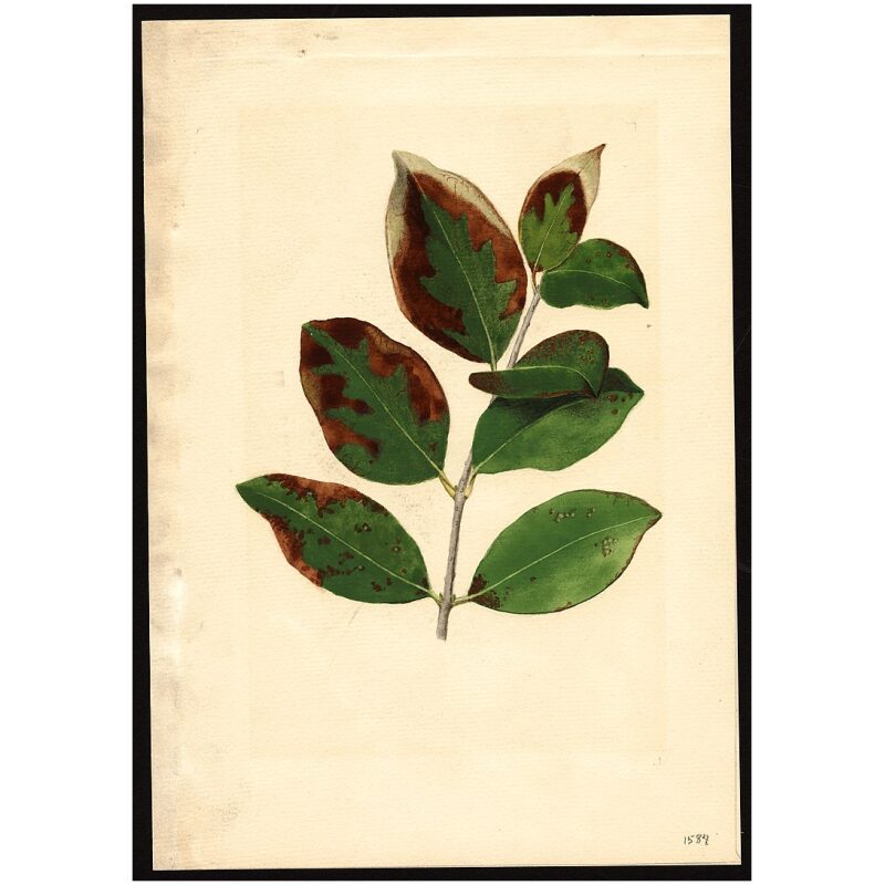 Illustration for Bulk Chinese Herbs Ligustrum