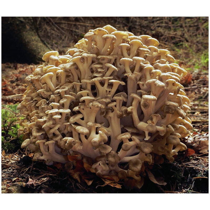 Identification Image for Bulk Chinese Herbs Polyporus