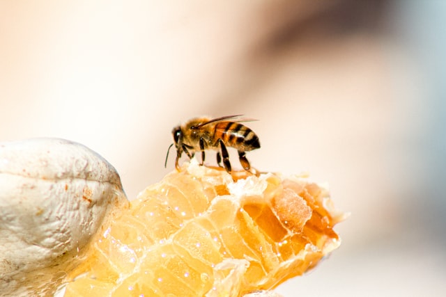 Supplementary Image for Honey Products