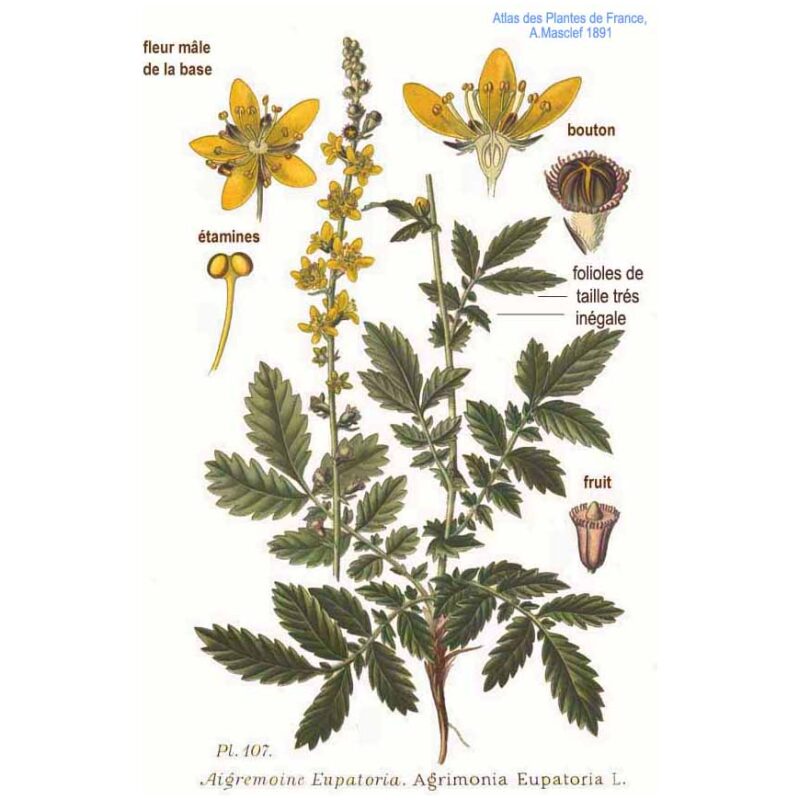 Illustration Image for Bulk Western Herbs Agrimony