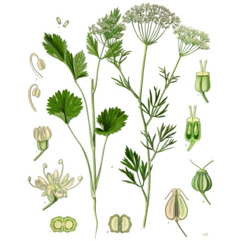 Illustration for Bulk Western Herbs Anise Seed