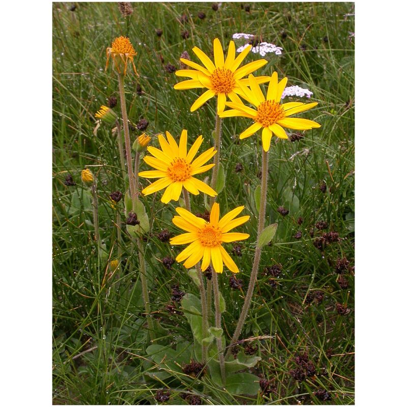 Identification Image for Bulk Western Herbs Arnica