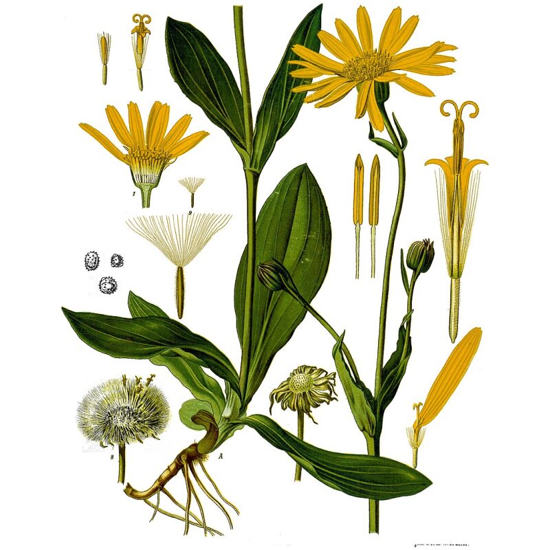 Illustration for Bulk Western Herbs Arnica