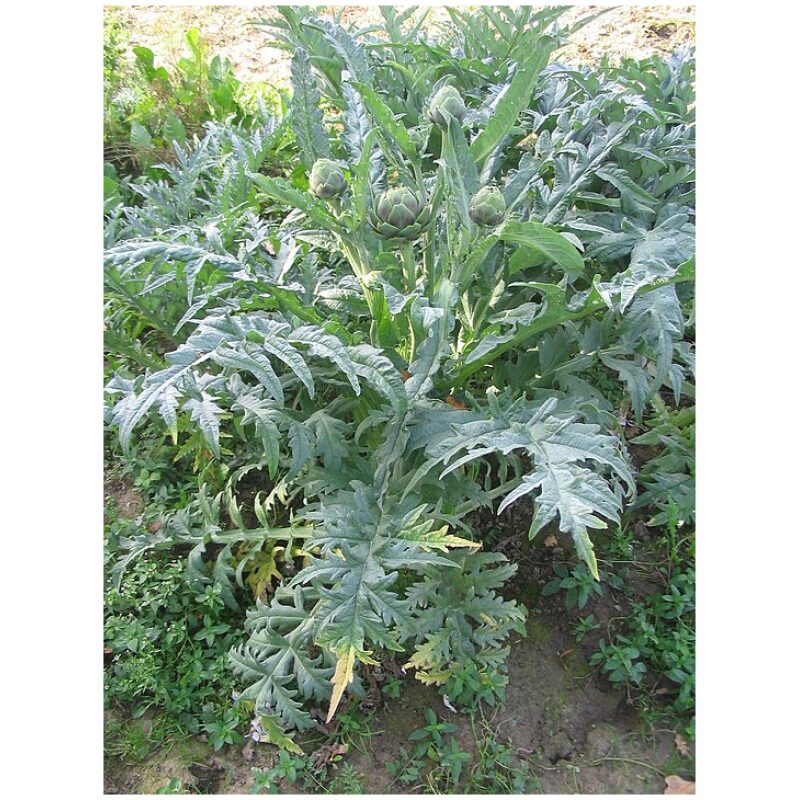 Identification Image for Bulk Western Herbs Artichoke Leaf