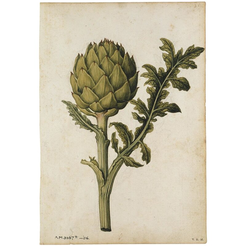 Illustration Image for Bulk Western Herbs Artichoke Leaf