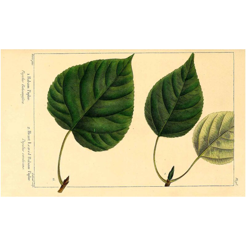 Illustration for Bulk Western Herbs Balm of Gilead