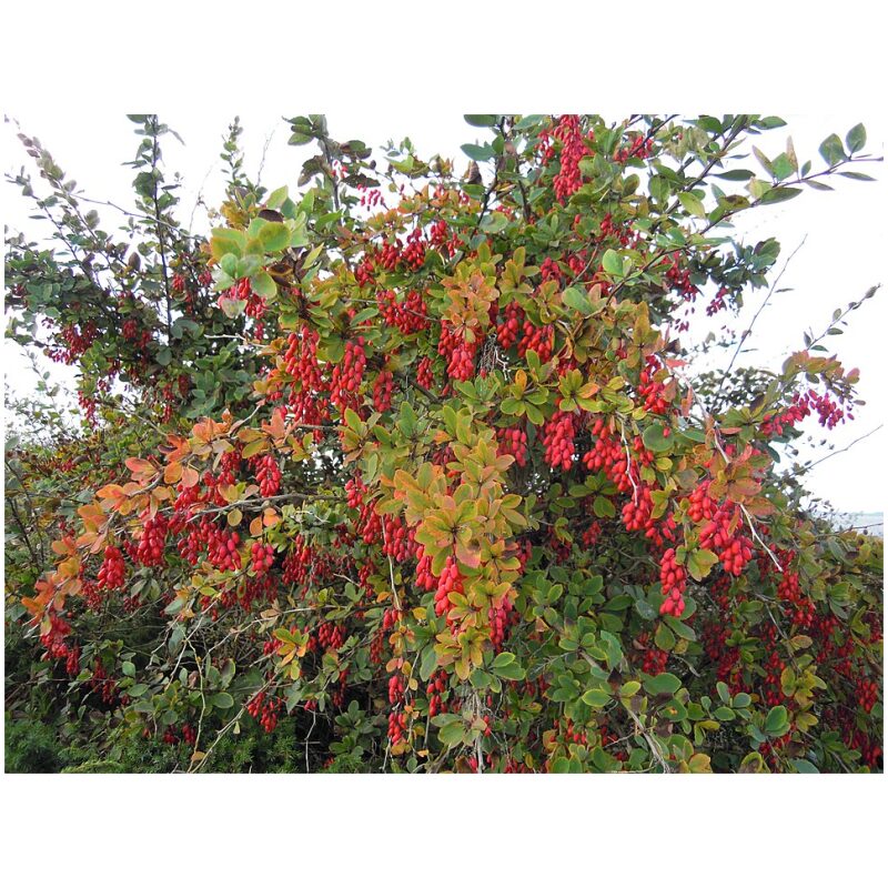 Identification Image for Bulk Western Herbs Barberry Root