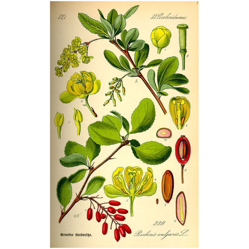 Illustration Image for Bulk Western Herbs Barberry Root