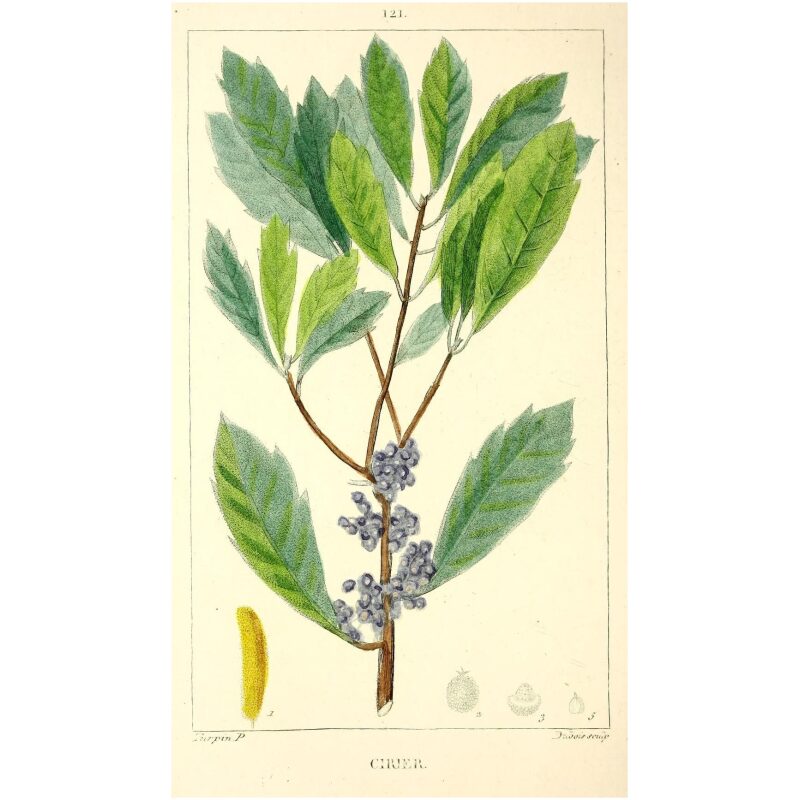 Botanical Illustration for Bulk Western Herbs Bayberry Bark