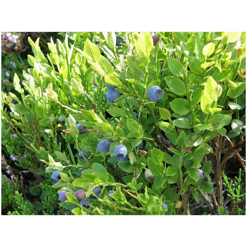 Identification Image for Bulk Western Herbs Bilberry Leaf