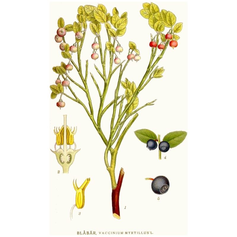 Illustration for Bulk Western Herbs Bilberry Leaf