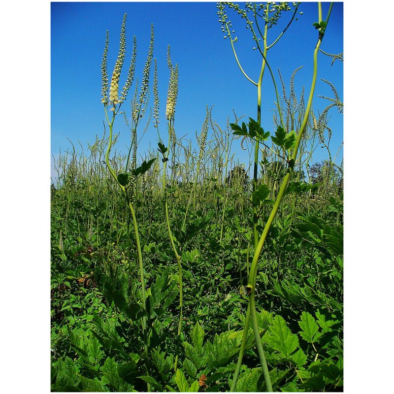 Identification Image for Bulk Western Herbs Black Cohosh