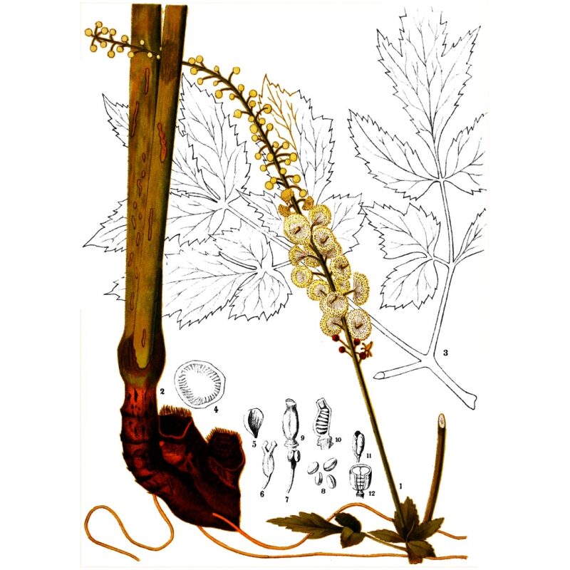 Illustration for Bulk Western Herbs Black Cohosh