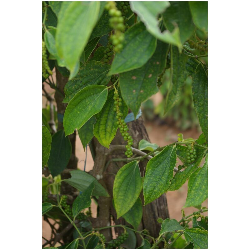 Identification Image for Bulk Western Herbs Black Peppercorns