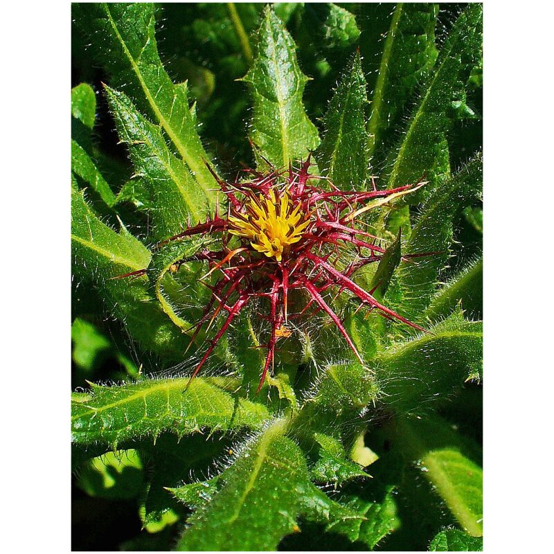 Identification Image for Bulk Western Herbs Blessed Thistle