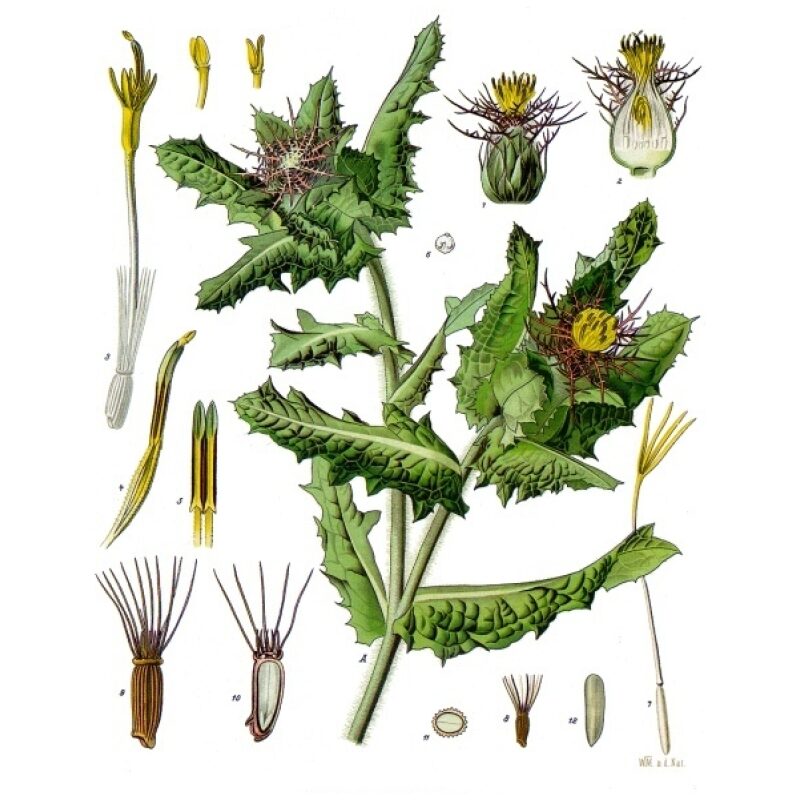 Illustration for Bulk Western Herbs Blessed Thistle