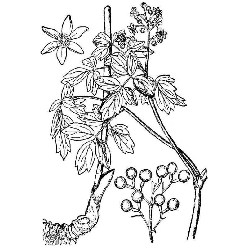 Illustration for Bulk Western Herbs Blue Cohosh