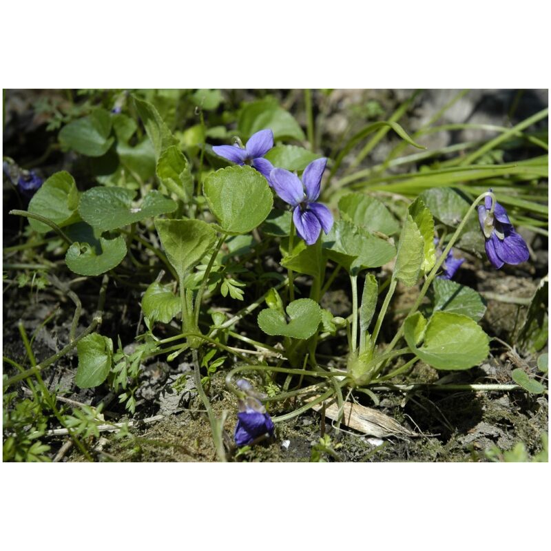 Identification Image for Bulk Western Herbs Blue Violet Leaf