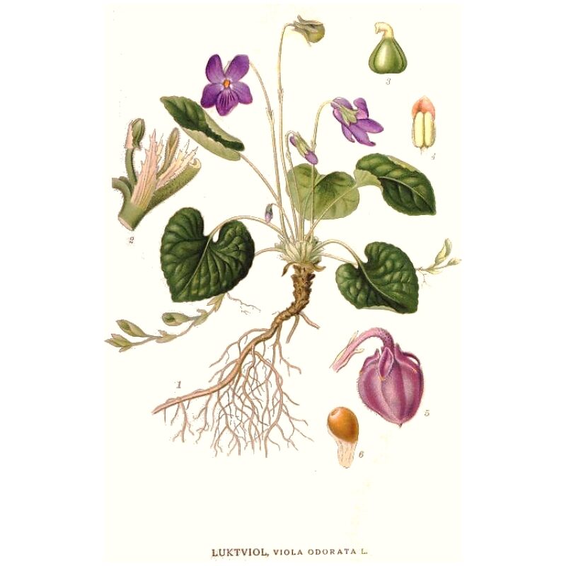 Illustration for Bulk Western Herbs Blue Violet Leaf