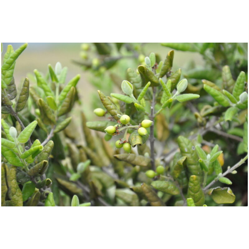 Identification Image for Bulk Western Herb Boldo Leaf