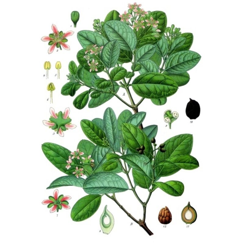 Illustration for Bulk Western Herb Boldo Leaf