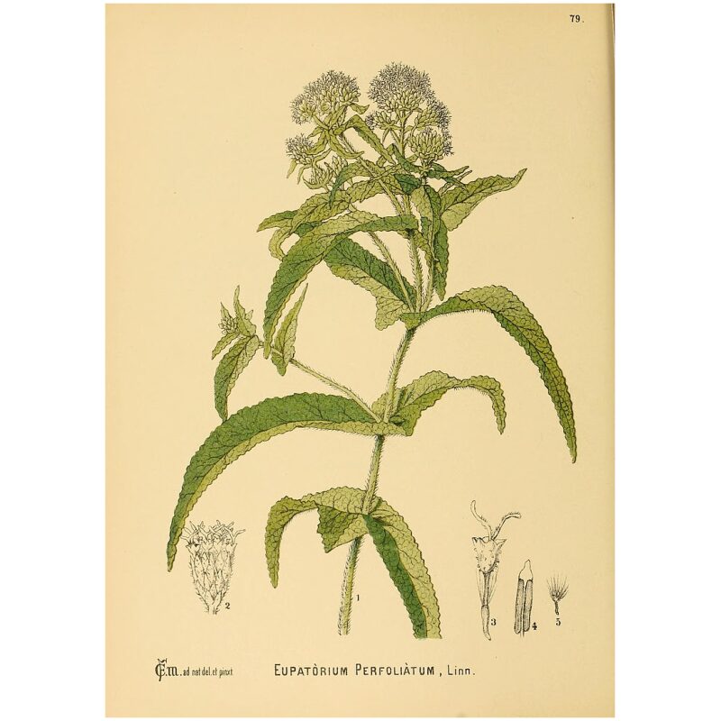 Illustration for Bulk Western Herbs Boneset