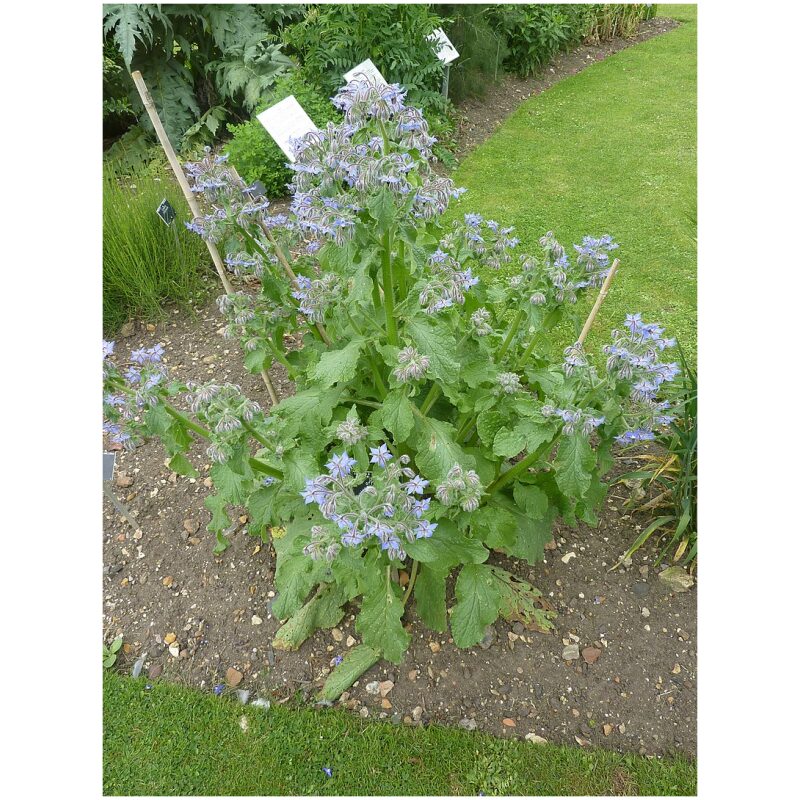 Identification Image for Bulk Western Herbs Borage