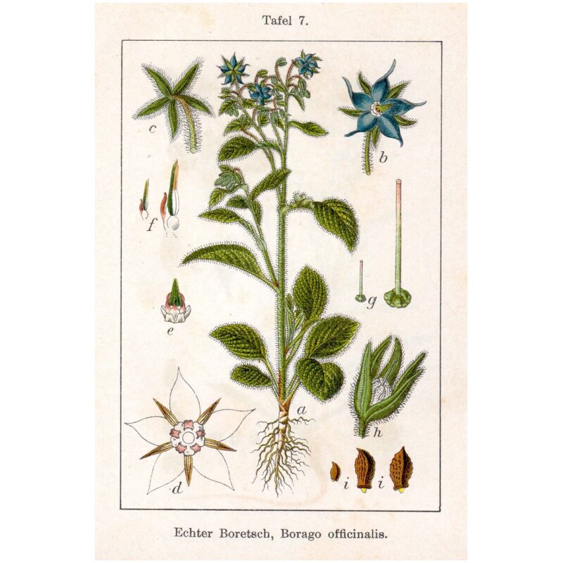 Illustration for Bulk Western Herbs Borage
