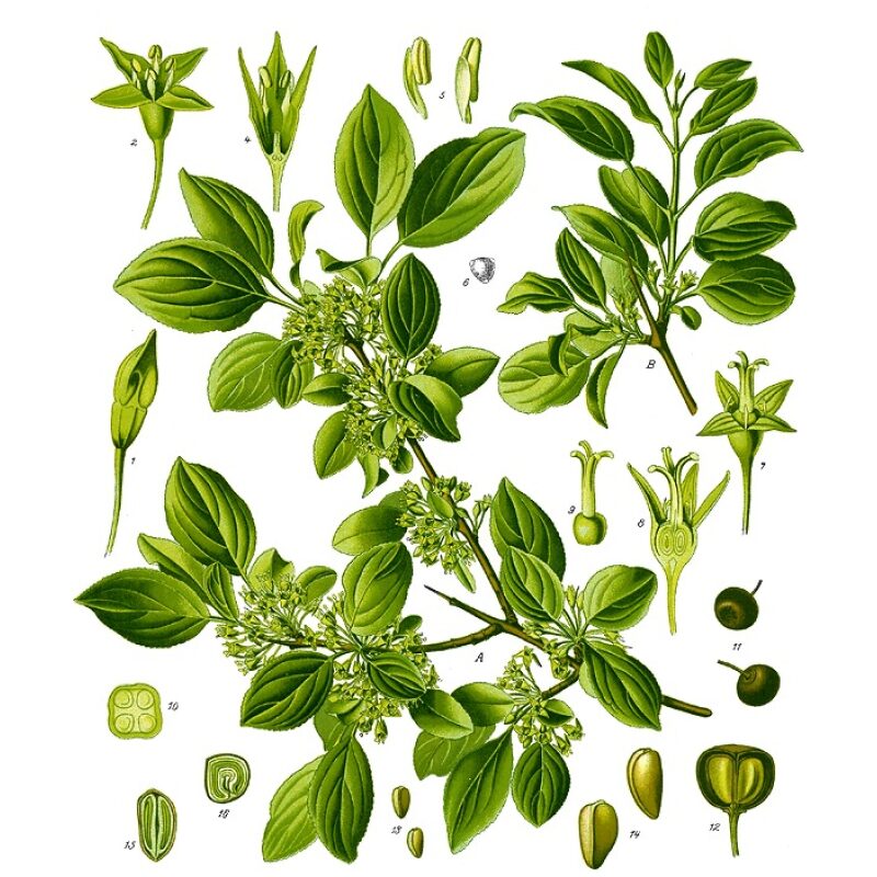 Illustration for Bulk Western Herbs Buckthorn Bark
