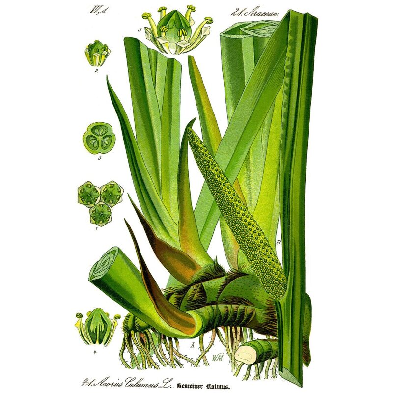 Illustration for Bulk Western Herbs Calamus Root Powder