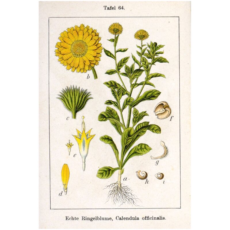 Calendula Flowers, Bulk Herbs