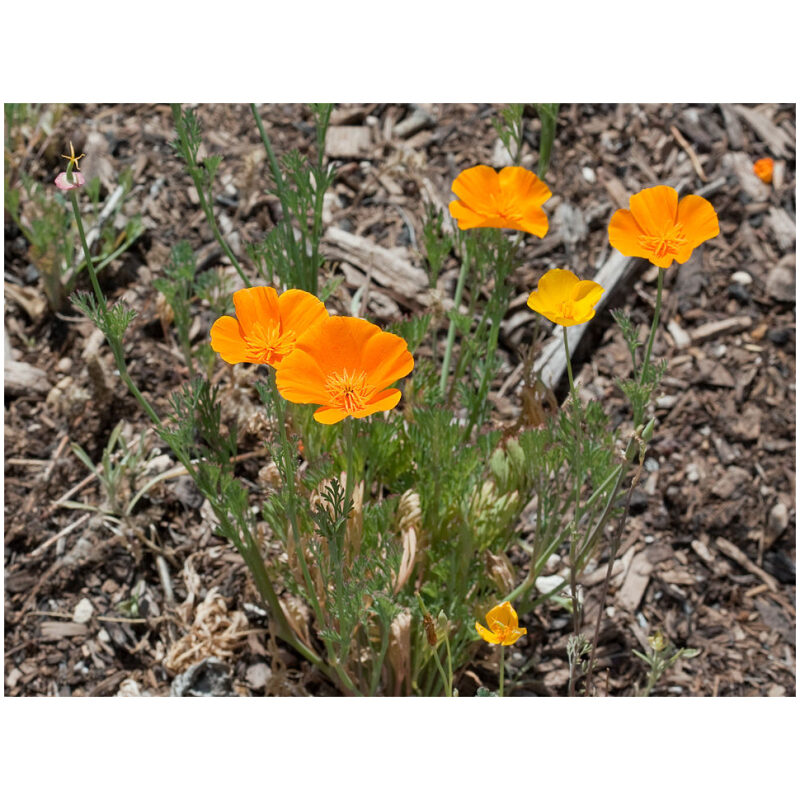 Identification Image for Bulk Western Herbs California Poppy