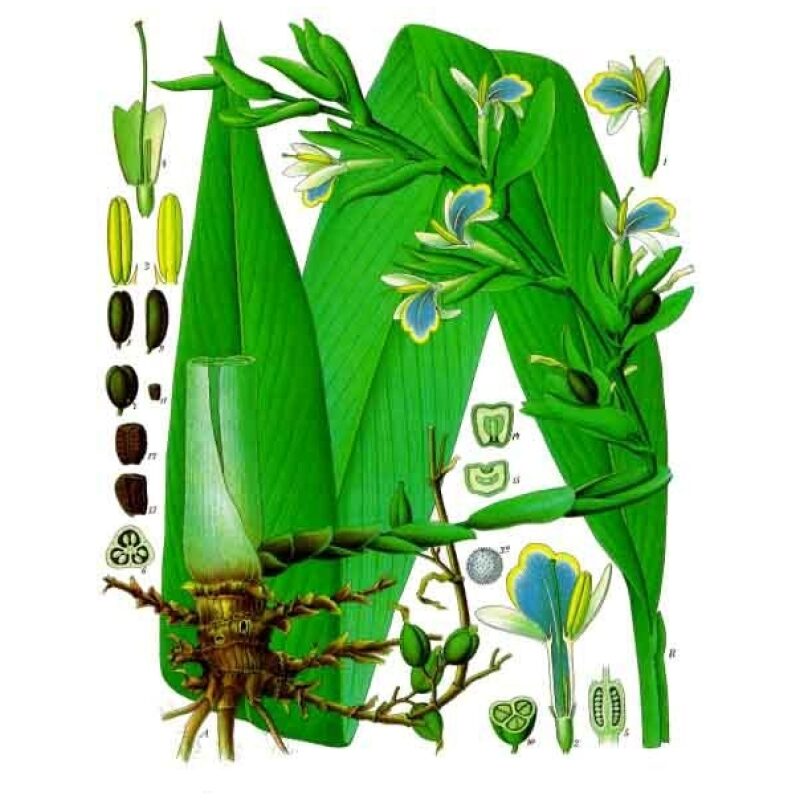 Illustration for Bulk Western Herbs Cardamom Seed