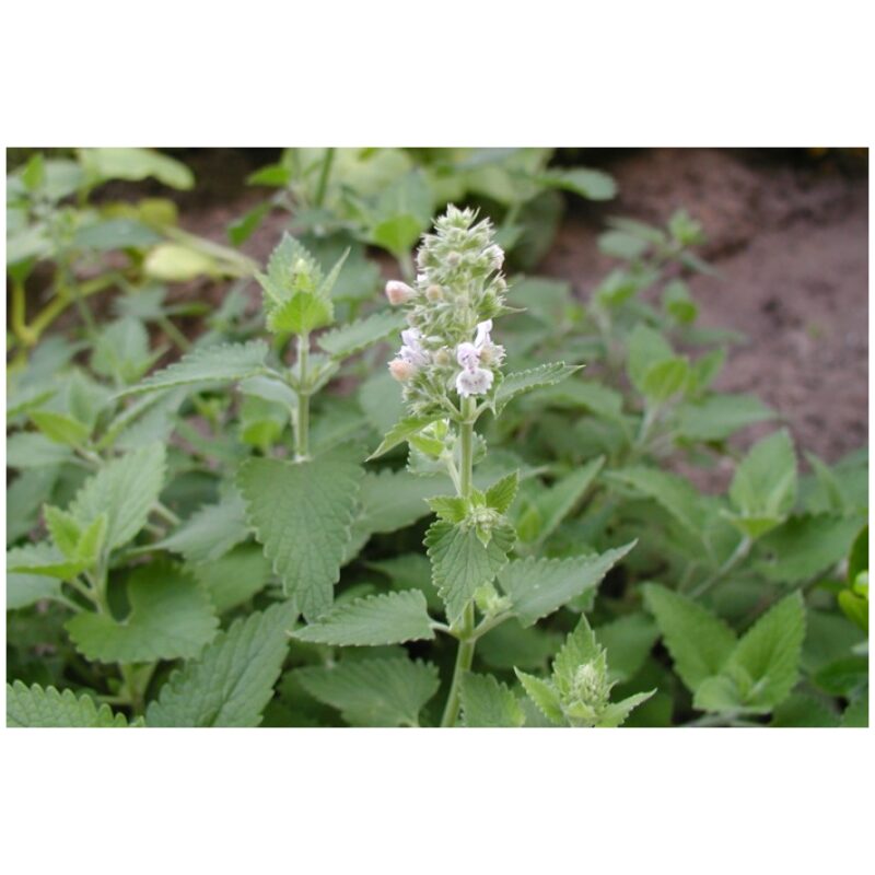 Identification Image for Bulk Western Herbs Catnip leaf